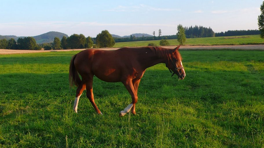 Najki budoucí kůň Štěpy bude si ho kupovat