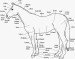 popis koně